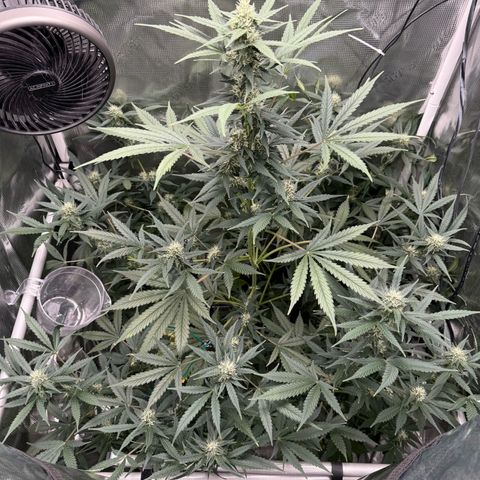 Cocho Auto growlog timeline photo