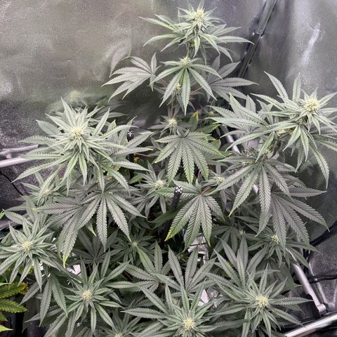 Glookie growlog timeline photo