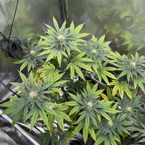 AK47 growlog timeline photo