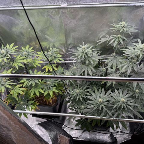 AK47 growlog timeline photo