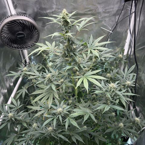 Cocho Auto growlog timeline photo