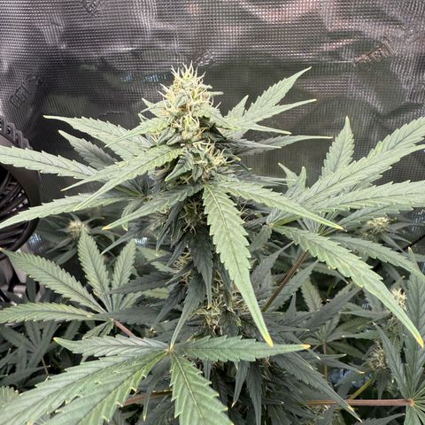 Cocho Auto growlog timeline photo