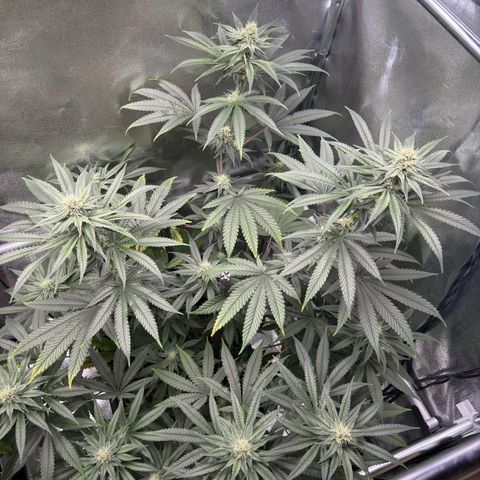 Glookie growlog timeline photo