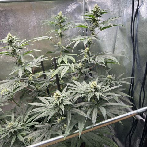 Glookie growlog timeline photo