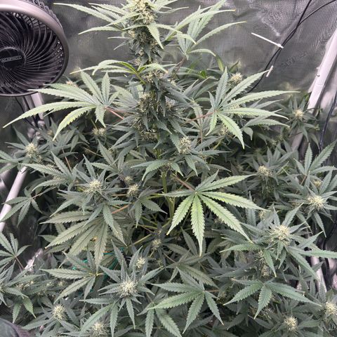 Cocho Auto growlog timeline photo