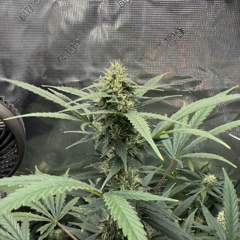 Cocho Auto growlog timeline photo