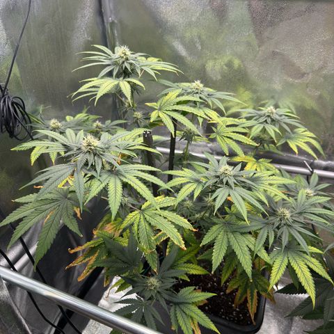 AK47 growlog timeline photo