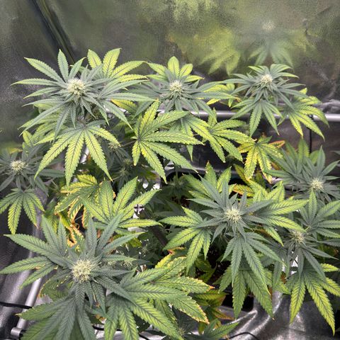 AK47 growlog timeline photo