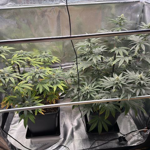 AK47 growlog timeline photo
