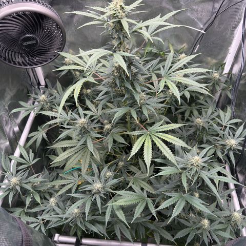 Cocho Auto growlog timeline photo