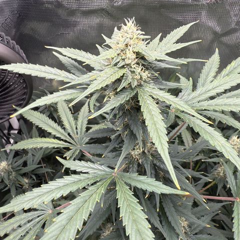 Cocho Auto growlog timeline photo
