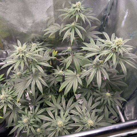 Glookie growlog timeline photo