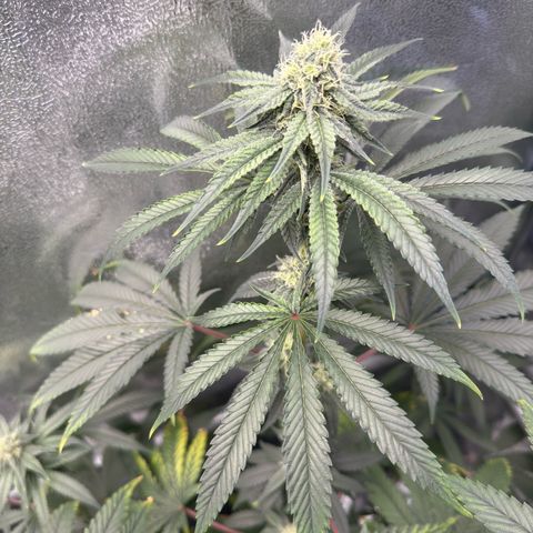 Glookie growlog timeline photo