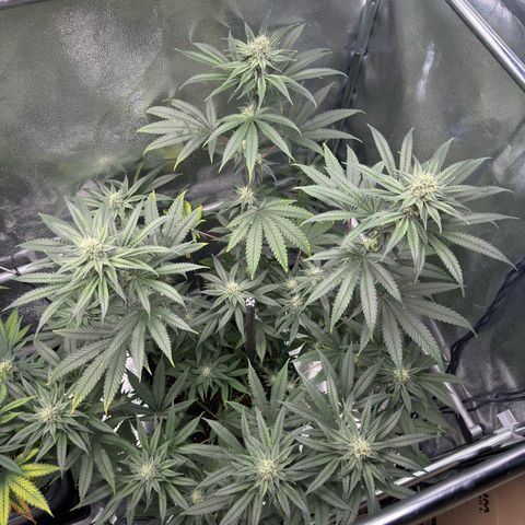 Glookie growlog photo: After defoliation