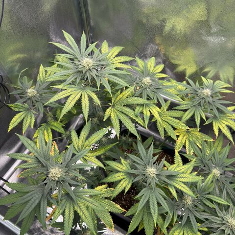 AK47 growlog photo: After defoliation 