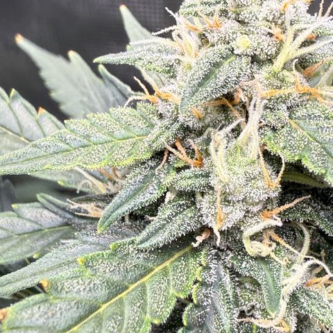 Cocho Auto growlog photo: Getting close to harvest 