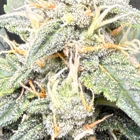 Cocho Auto growlog photo: Looks like she’s into her last week or so, so no more nutrients, just Ph adjusted water  for her last life cycle 