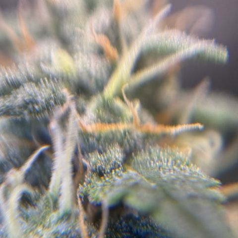 Cocho Auto growlog photo: Looks like she’s into her last week or so, so no more nutrients, just Ph adjusted water  for her last life cycle 