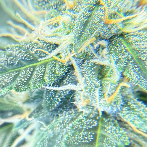 Cocho Auto growlog photo: Looks like she’s into her last week or so, so no more nutrients, just Ph adjusted water  for her last life cycle 