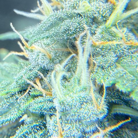 Cocho Auto growlog photo: Looks like she’s into her last week or so, so no more nutrients, just Ph adjusted water  for her last life cycle 