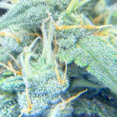 Cocho Auto growlog photo: Looks like she’s into her last week or so, so no more nutrients, just Ph adjusted water  for her last life cycle 
