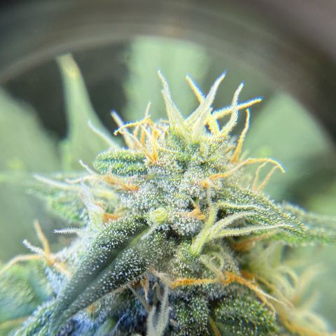 Cocho Auto growlog photo: Looks like she’s into her last week or so, so no more nutrients, just Ph adjusted water  for her last life cycle 