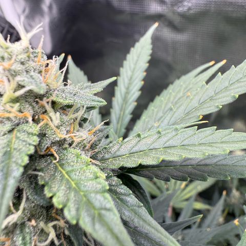 Cocho Auto growlog photo: Looks like she’s into her last week or so, so no more nutrients, just Ph adjusted water  for her last life cycle 