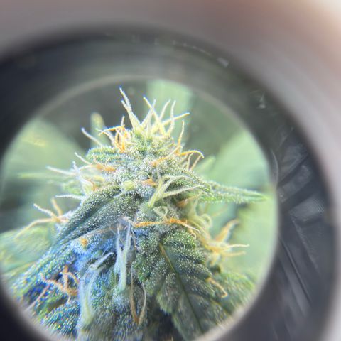 Cocho Auto growlog photo: Looks like she’s into her last week or so, so no more nutrients, just Ph adjusted water  for her last life cycle 