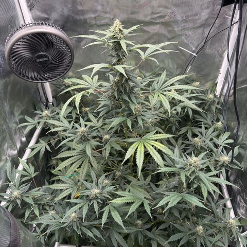 Cocho Auto growlog photo: Last feeding with nutrients 