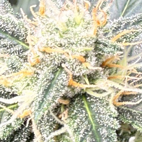 Cocho Auto growlog photo: Last feeding with nutrients 