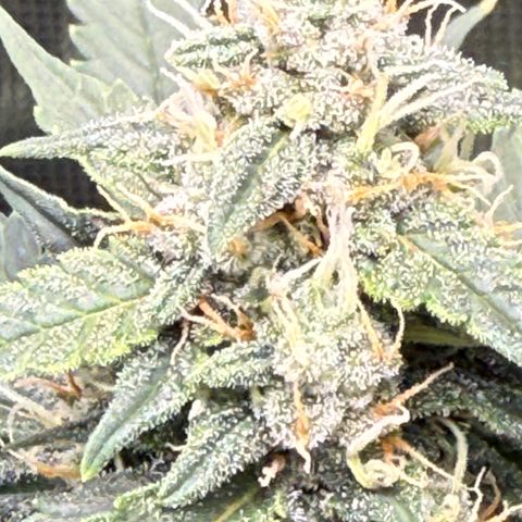 Cocho Auto growlog photo: Last feeding with nutrients 