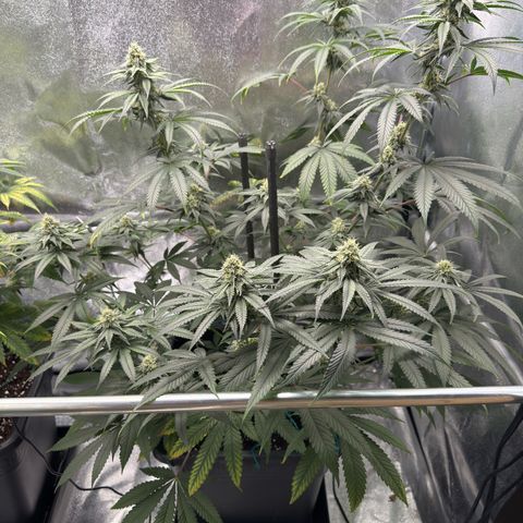 Glookie growlog timeline photo