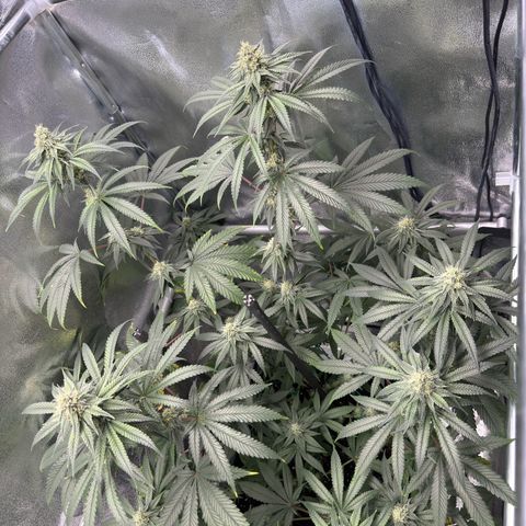 Glookie growlog timeline photo