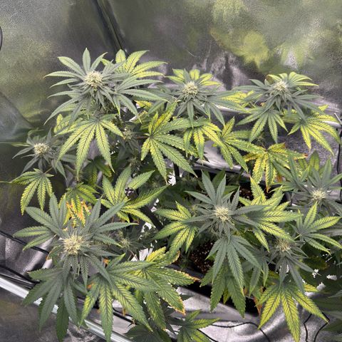 AK47 growlog timeline photo