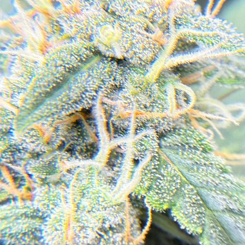 Cocho Auto growlog photo: Almost done, about a week to go 