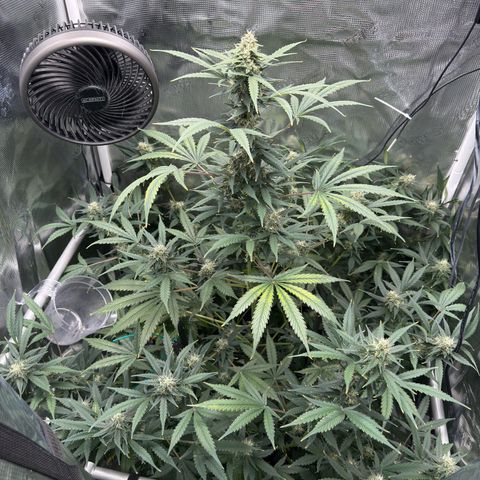 Cocho Auto growlog photo: Almost done, about a week to go 