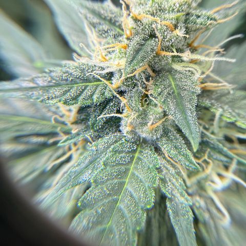 Cocho Auto growlog photo: Almost done, about a week to go 