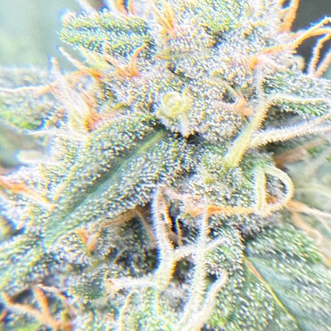 Cocho Auto growlog photo: Almost done, about a week to go 