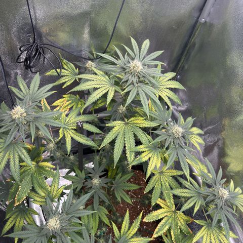AK47 growlog timeline photo