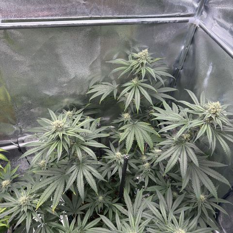 Glookie growlog timeline photo