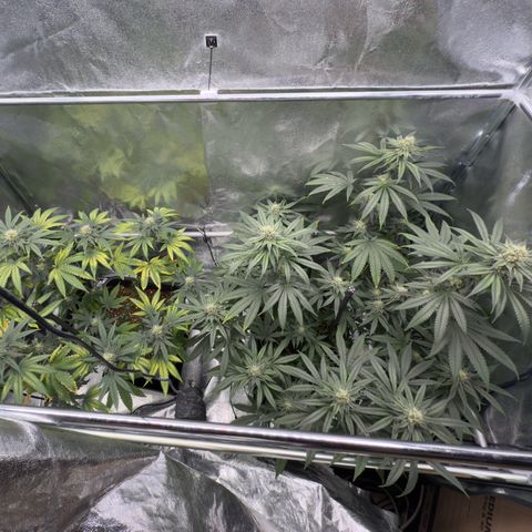 AK47 growlog timeline photo