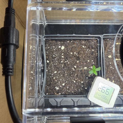 Tropicanna Banana growlog timeline photo