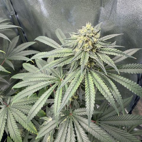 Glookie growlog timeline photo