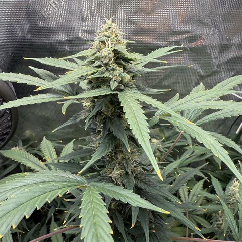 Cocho Auto growlog timeline photo