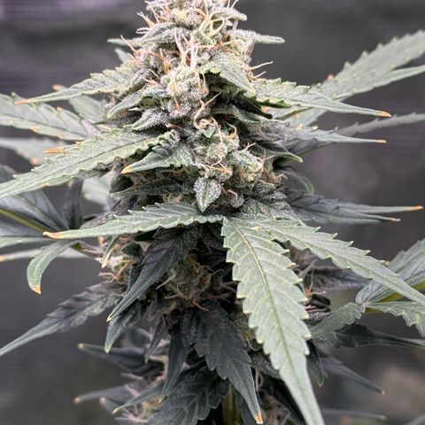 Cocho Auto growlog timeline photo