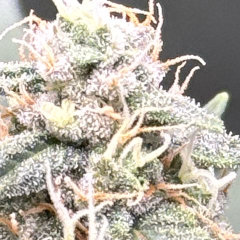 Cocho Auto growlog timeline photo