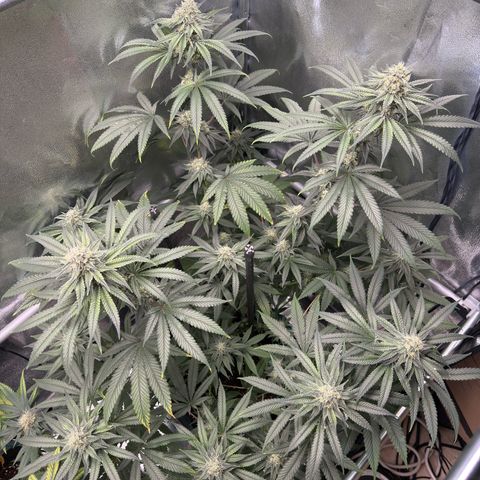 Glookie growlog timeline photo