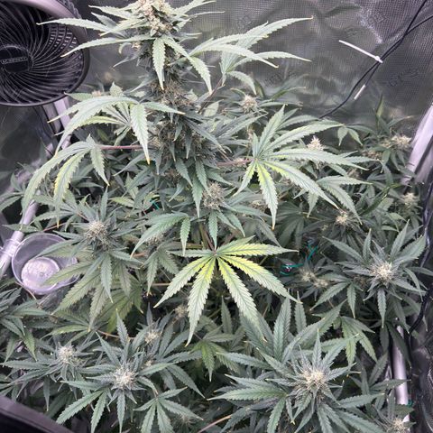Cocho Auto growlog timeline photo