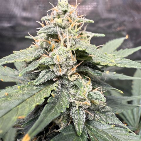Cocho Auto growlog timeline photo