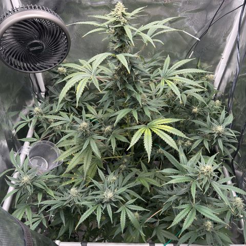 Cocho Auto growlog timeline photo